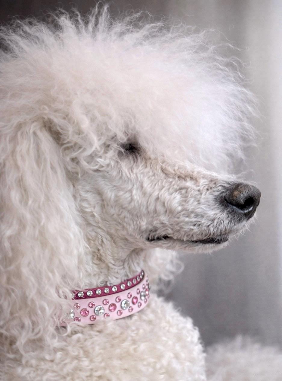 Crystal dog collar
